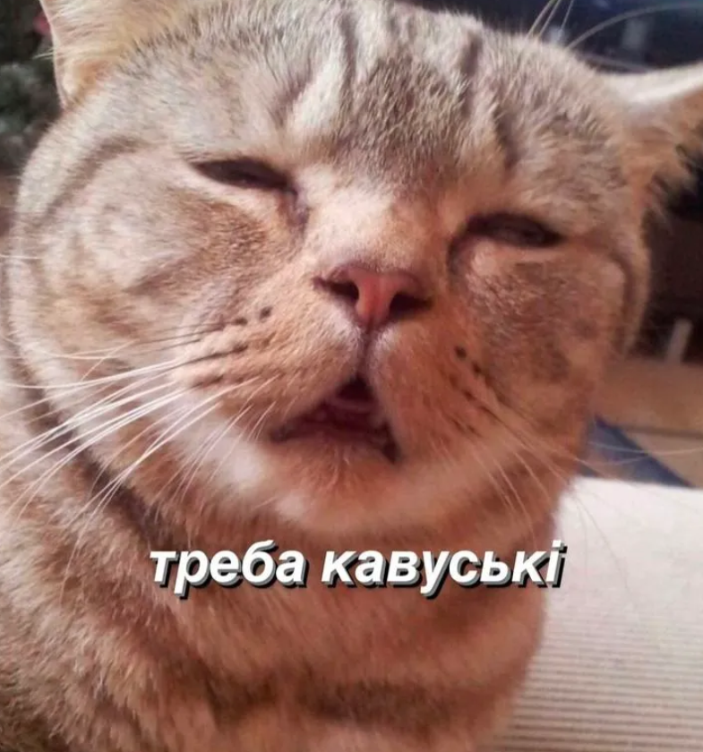 Мемы с котиками, которые смело можно использовать в качестве козырей и аргументов - 896578 Мемы с котиками, которые смело можно использовать в качестве козырей и аргументов - фото 896578