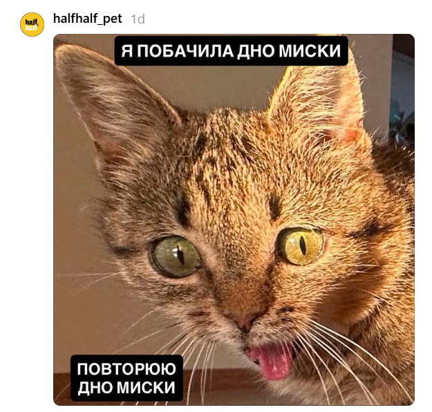 Кошка с высунутым язычком подарила украинцам новый повод для мемов - 897004 Кошка с высунутым язычком подарила украинцам новый повод для мемов - фото 897004