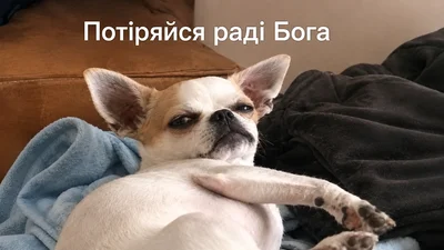 Чихуахуа зі зневажливим поглядом став зіркою мемів