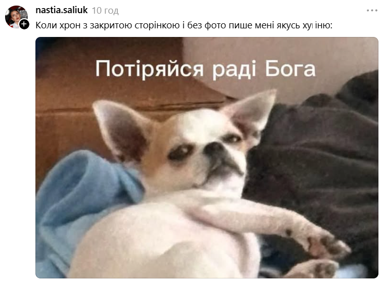 Чихуахуа зі зневажливим поглядом став зіркою мемів - фото 897185