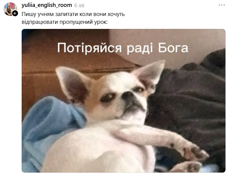 Чихуахуа зі зневажливим поглядом став зіркою мемів - фото 897190