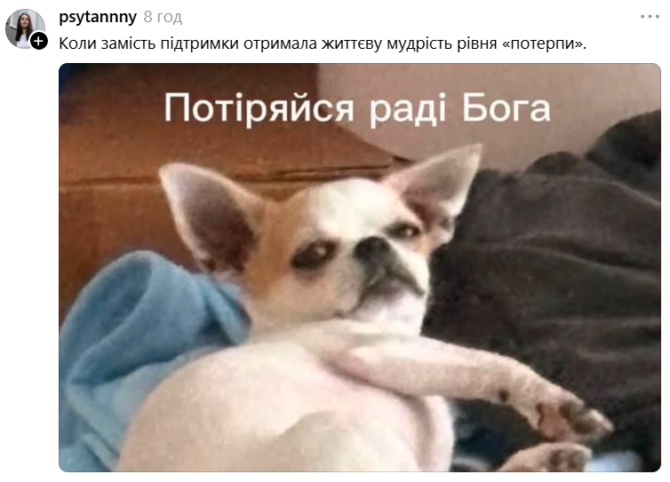 Чихуахуа зі зневажливим поглядом став зіркою мемів - фото 897192