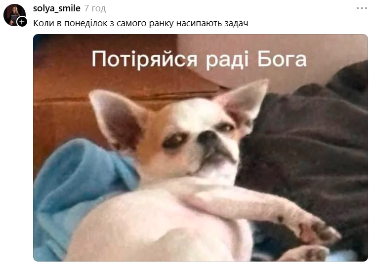 Чихуахуа зі зневажливим поглядом став зіркою мемів - фото 897193