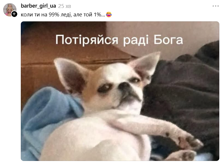 Чихуахуа зі зневажливим поглядом став зіркою мемів - фото 897194