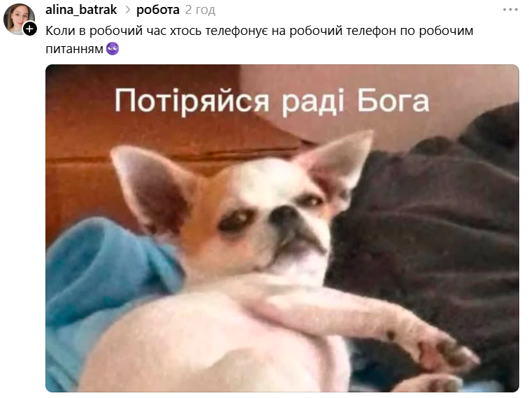 Чихуахуа зі зневажливим поглядом став зіркою мемів - фото 897195