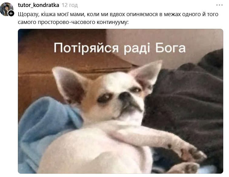 Чихуахуа зі зневажливим поглядом став зіркою мемів - фото 897196