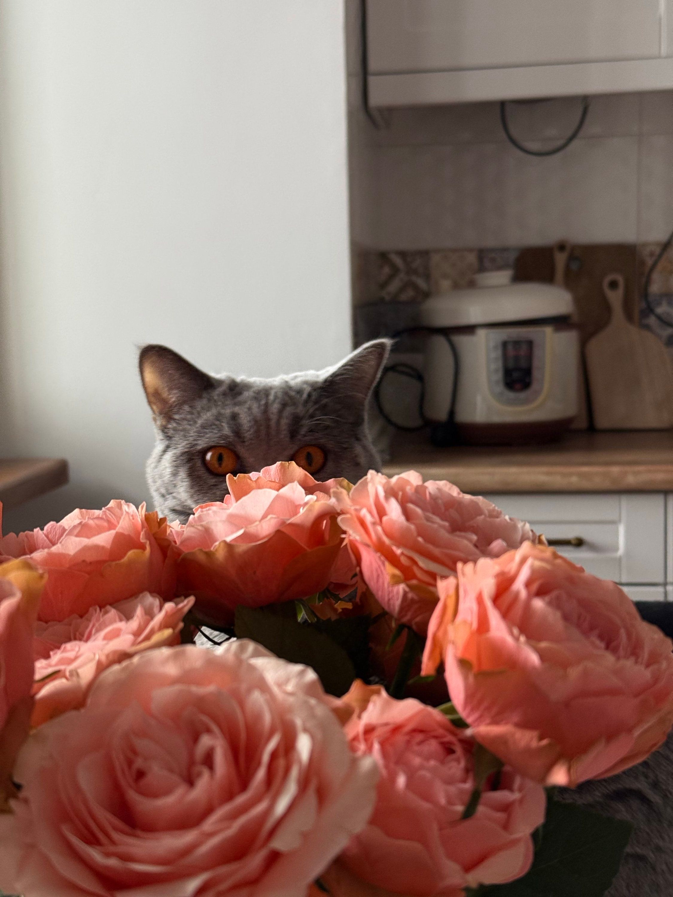 Котики и цветы: невероятно милые фото, которые дарят летнее настроение - 898231 Котики и цветы: невероятно милые фото, которые дарят летнее настроение - фото 898231