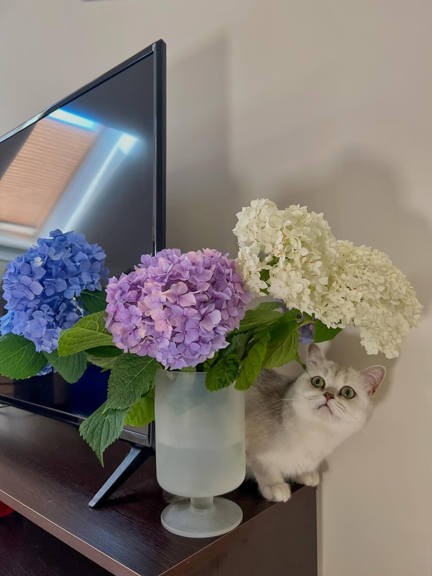 Котики и цветы: невероятно милые фото, которые дарят летнее настроение - 898235 Котики и цветы: невероятно милые фото, которые дарят летнее настроение - фото 898235