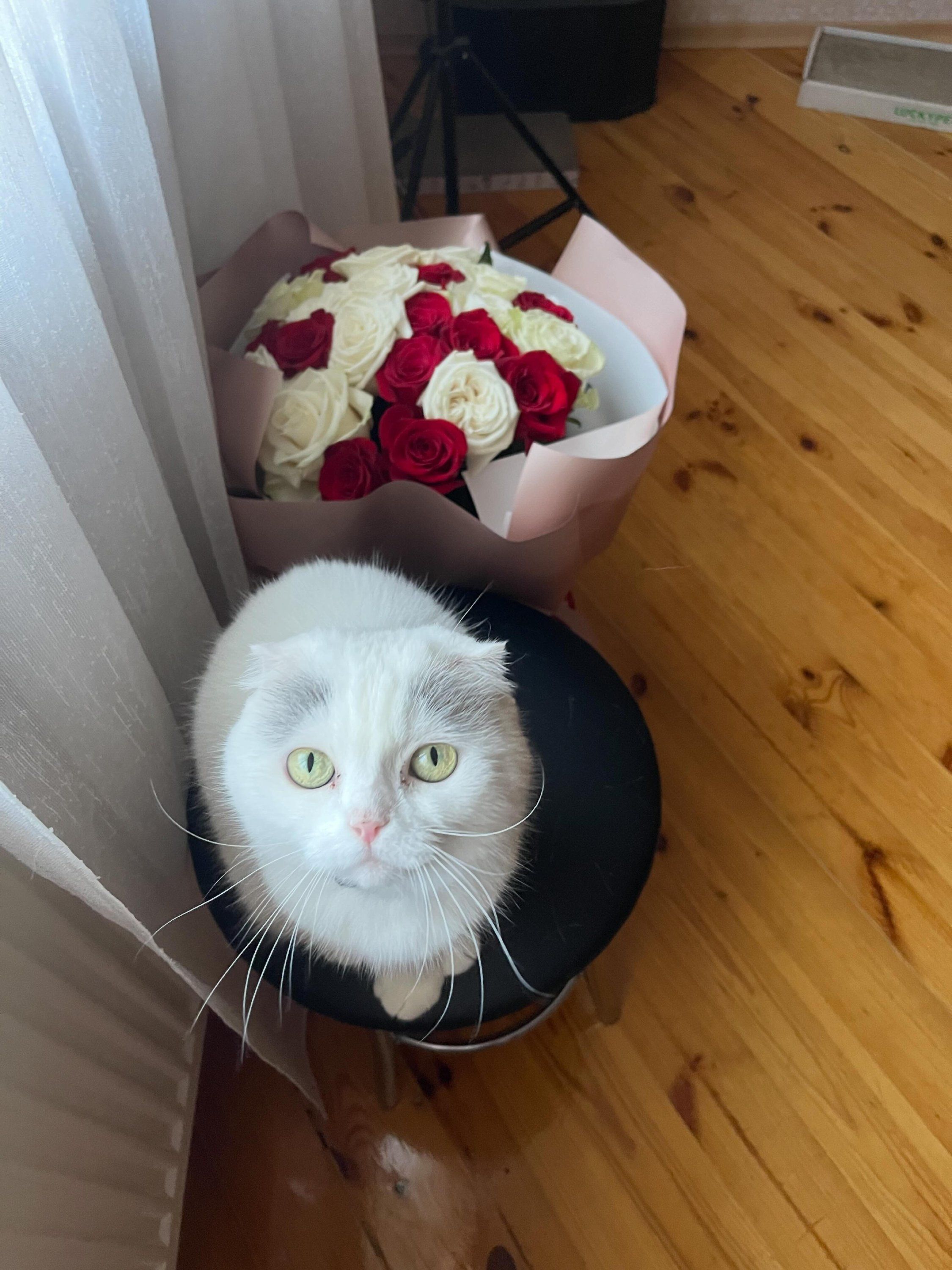 Котики и цветы: невероятно милые фото, которые дарят летнее настроение - 898242 Котики и цветы: невероятно милые фото, которые дарят летнее настроение - фото 898242