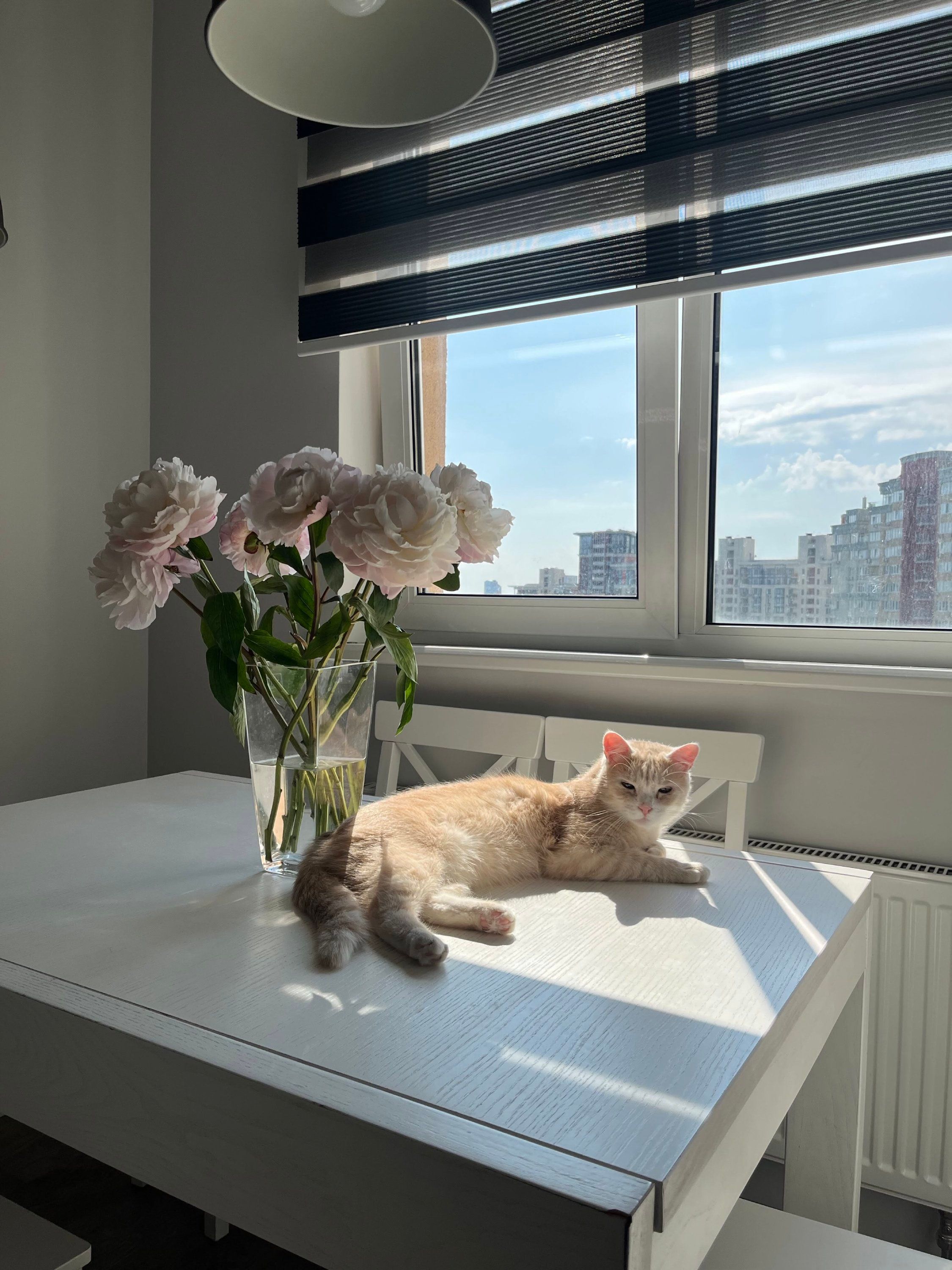 Котики и цветы: невероятно милые фото, которые дарят летнее настроение - 898243 Котики и цветы: невероятно милые фото, которые дарят летнее настроение - фото 898243