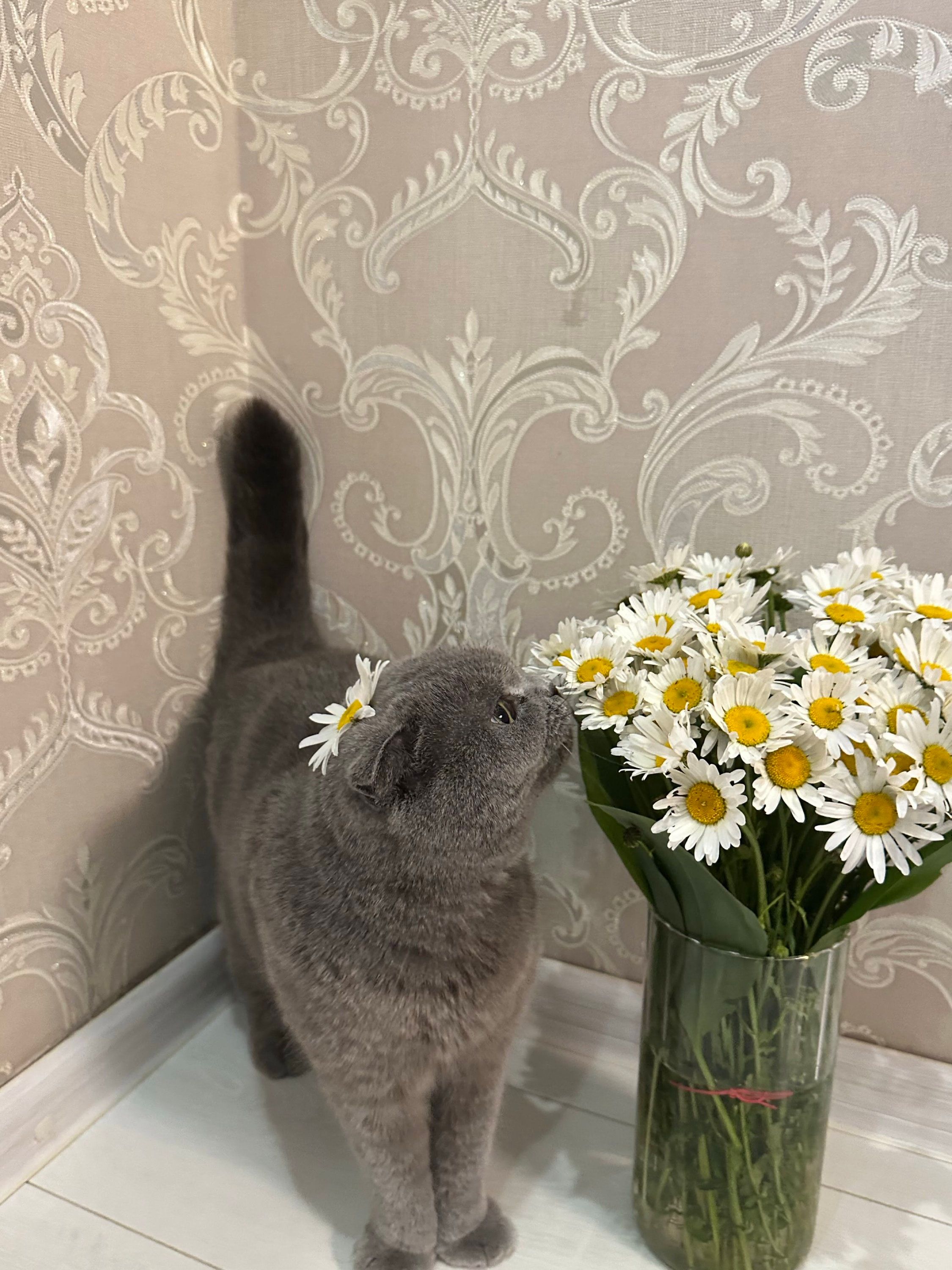 Котики и цветы: невероятно милые фото, которые дарят летнее настроение - 898244 Котики и цветы: невероятно милые фото, которые дарят летнее настроение - фото 898244