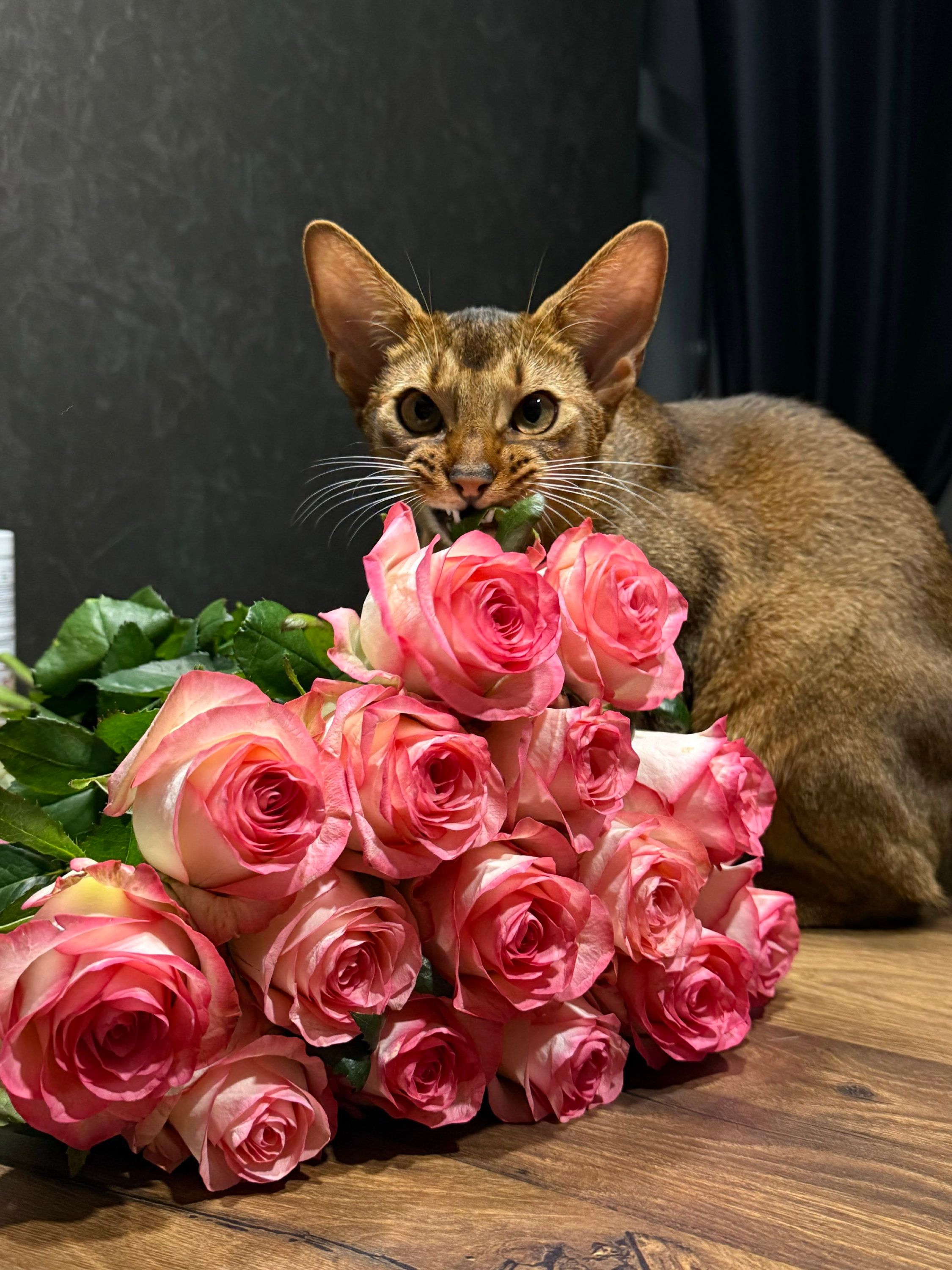Котики и цветы: невероятно милые фото, которые дарят летнее настроение - 898245 Котики и цветы: невероятно милые фото, которые дарят летнее настроение - фото 898245