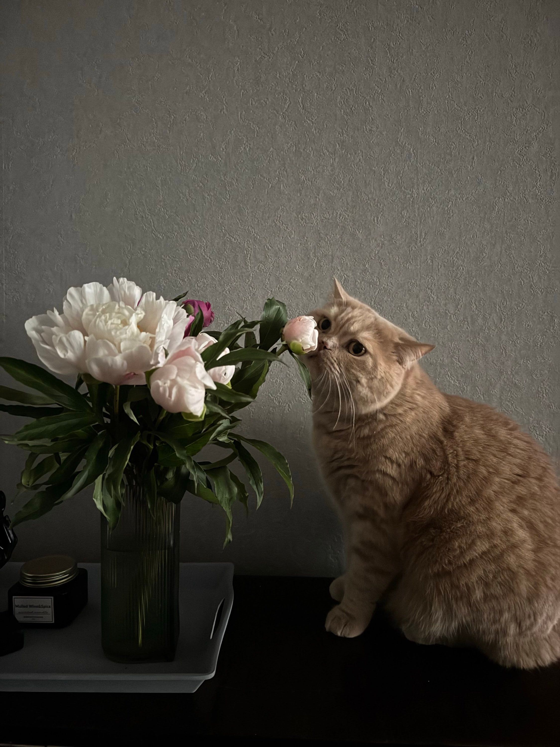 Котики и цветы: невероятно милые фото, которые дарят летнее настроение - 898246 Котики и цветы: невероятно милые фото, которые дарят летнее настроение - фото 898246