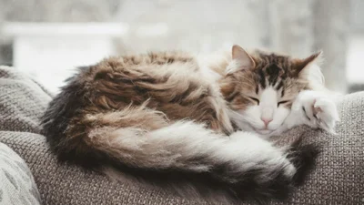 "Це я щоранку, коли треба на роботу": відео з кумедним котиком, якого не розбудило навіть чухання