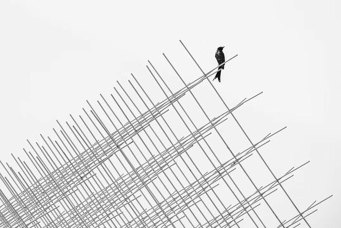Мистецтво простоти: 20 мінімалістичних фото - переможців Artist Gallery Awards 2026 - 898775 Мистецтво простоти: 20 мінімалістичних фото - переможців Artist Gallery Awards 2026 - фото 898775