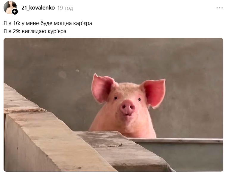 Меми з милою свинкою, яка 'за' будь-який кіпіш - фото 898992