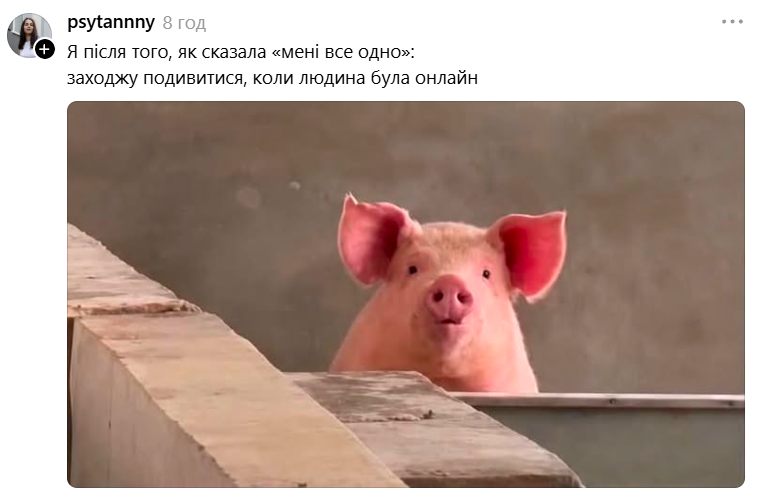 Меми з милою свинкою, яка 'за' будь-який кіпіш - фото 898995