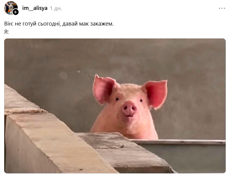 Меми з милою свинкою, яка 'за' будь-який кіпіш - фото 898998