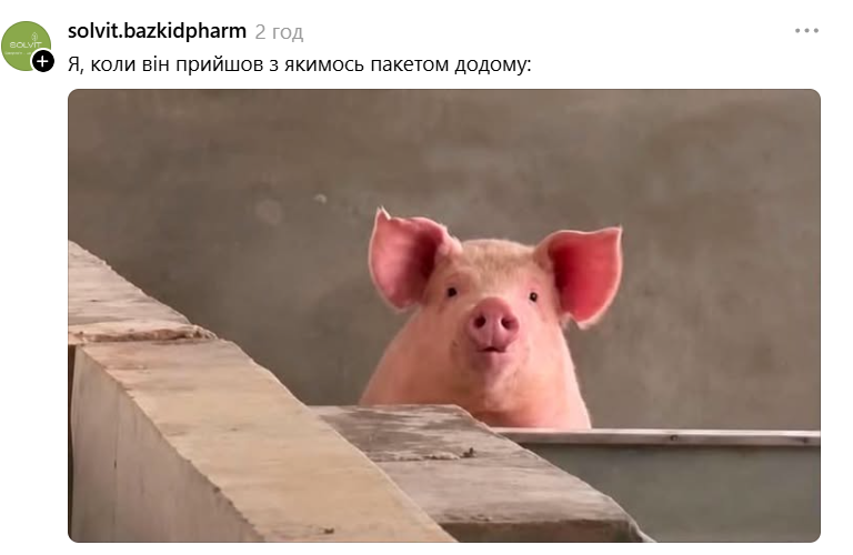 Меми з милою свинкою, яка 'за' будь-який кіпіш - фото 898999