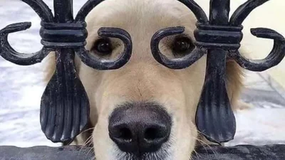 20 кумедних фотографій собак, які поводяться так, ніби для них не існує жодних правил