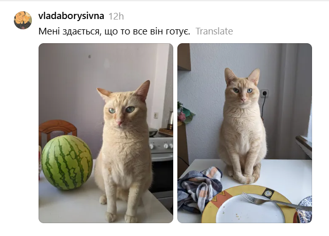 Место кота – на столе: хозяева котиков показывают, какими нахалами являются их питомцы - 900506 Место кота – на столе: хозяева котиков показывают, какими нахалами являются их питомцы - фото 900506