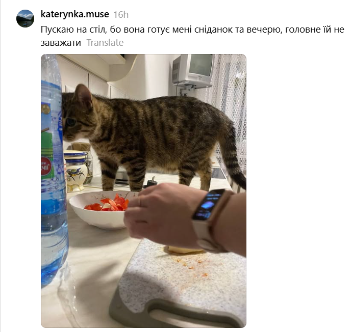 Место кота – на столе: хозяева котиков показывают, какими нахалами являются их питомцы - 900513 Место кота – на столе: хозяева котиков показывают, какими нахалами являются их питомцы - фото 900513