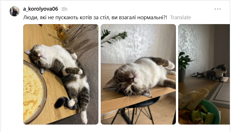Место кота – на столе: хозяева котиков показывают, какими нахалами являются их питомцы - 900514 Место кота – на столе: хозяева котиков показывают, какими нахалами являются их питомцы - фото 900514