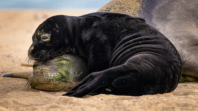 Крихітні морські коники та косатки, які полюють разом: фіналісти Ocean Photographer of the Year 2026