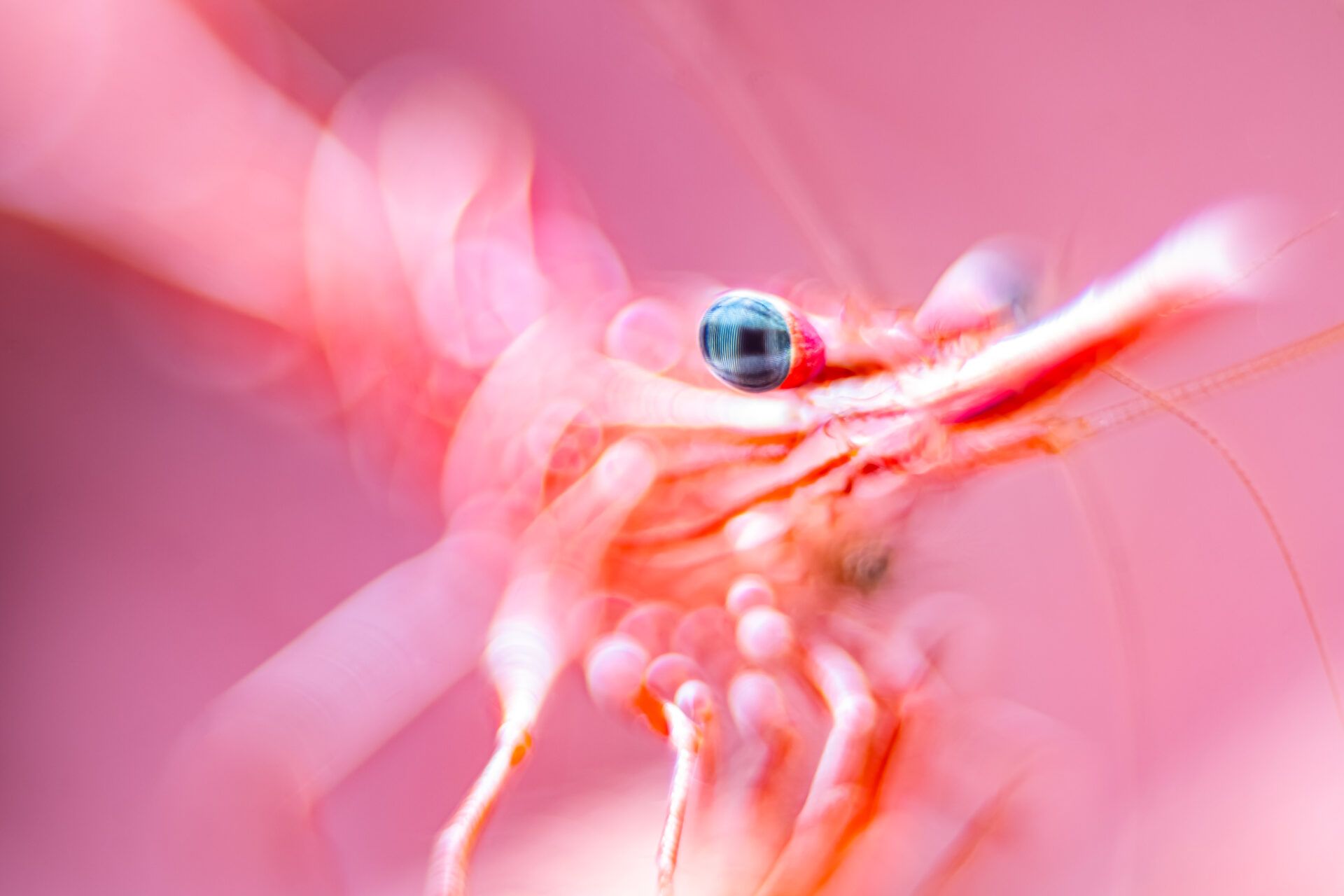 Крихітні морські коники та косатки, які полюють разом: фіналісти Ocean Photographer of the Year 2026 - фото 900615