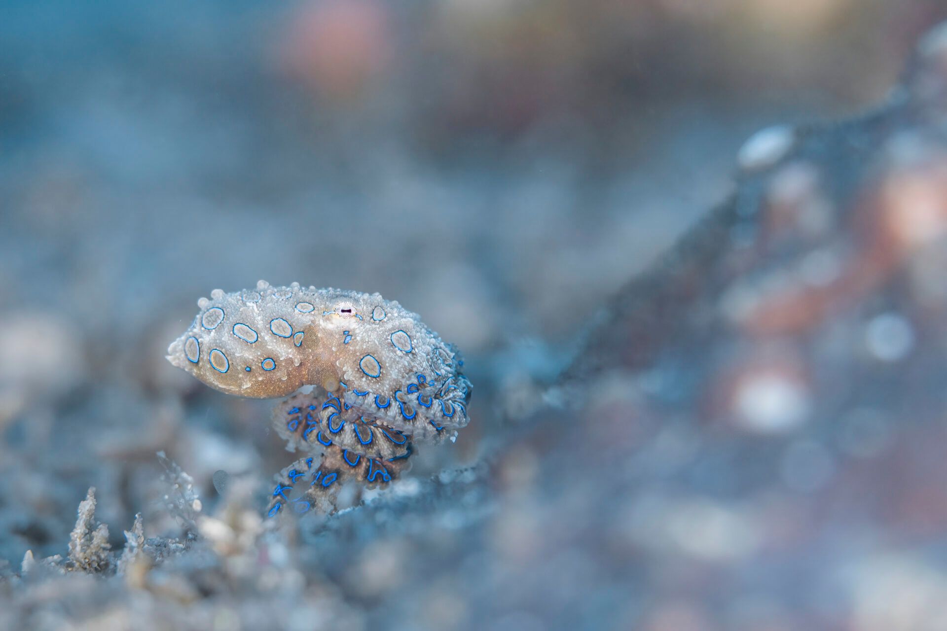 Крихітні морські коники та косатки, які полюють разом: фіналісти Ocean Photographer of the Year 2026 - фото 900616