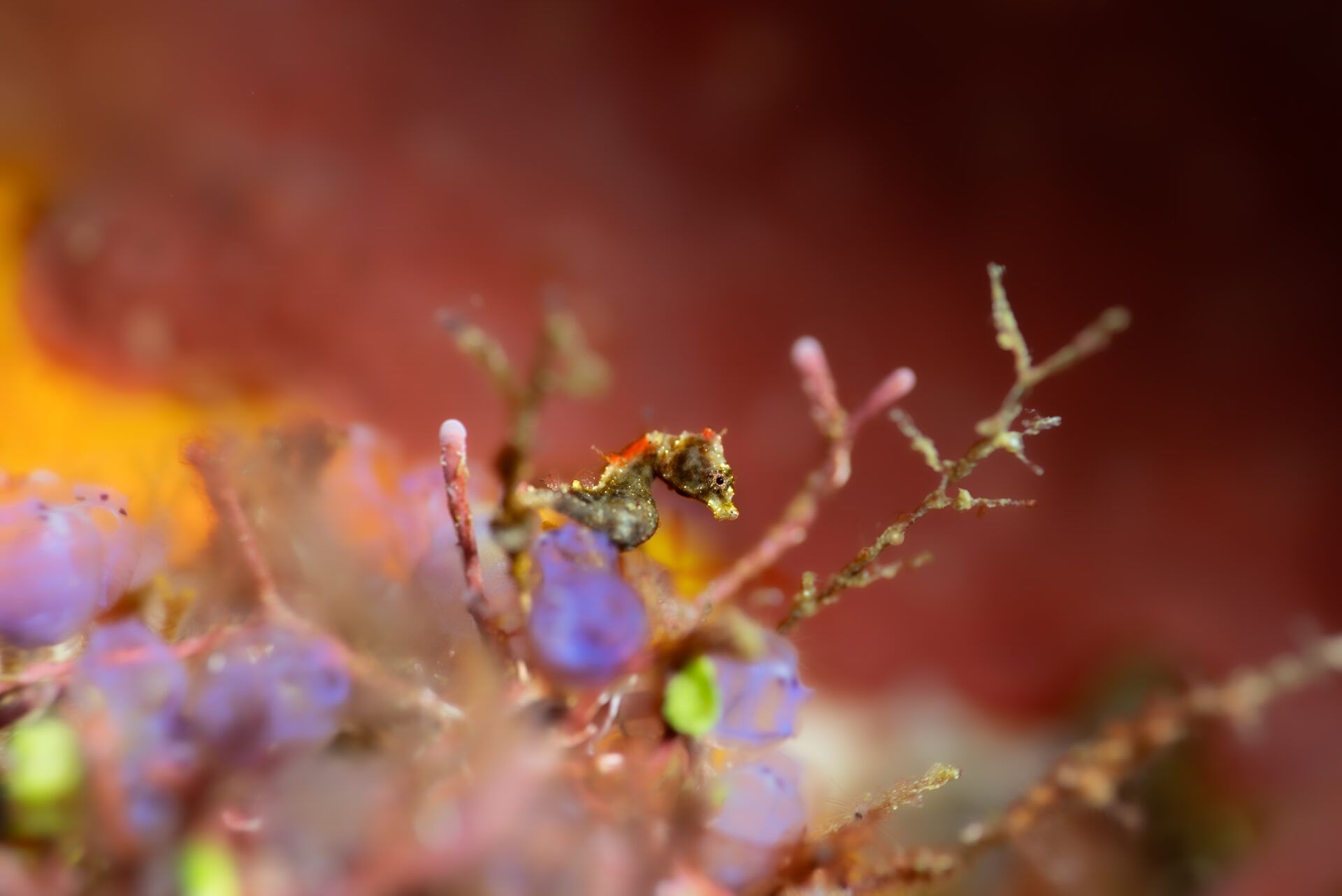 Крихітні морські коники та косатки, які полюють разом: фіналісти Ocean Photographer of the Year 2026 - фото 900617