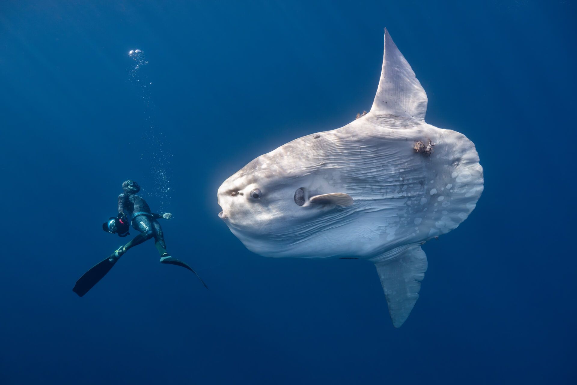 Крихітні морські коники та косатки, які полюють разом: фіналісти Ocean Photographer of the Year 2026 - фото 900618