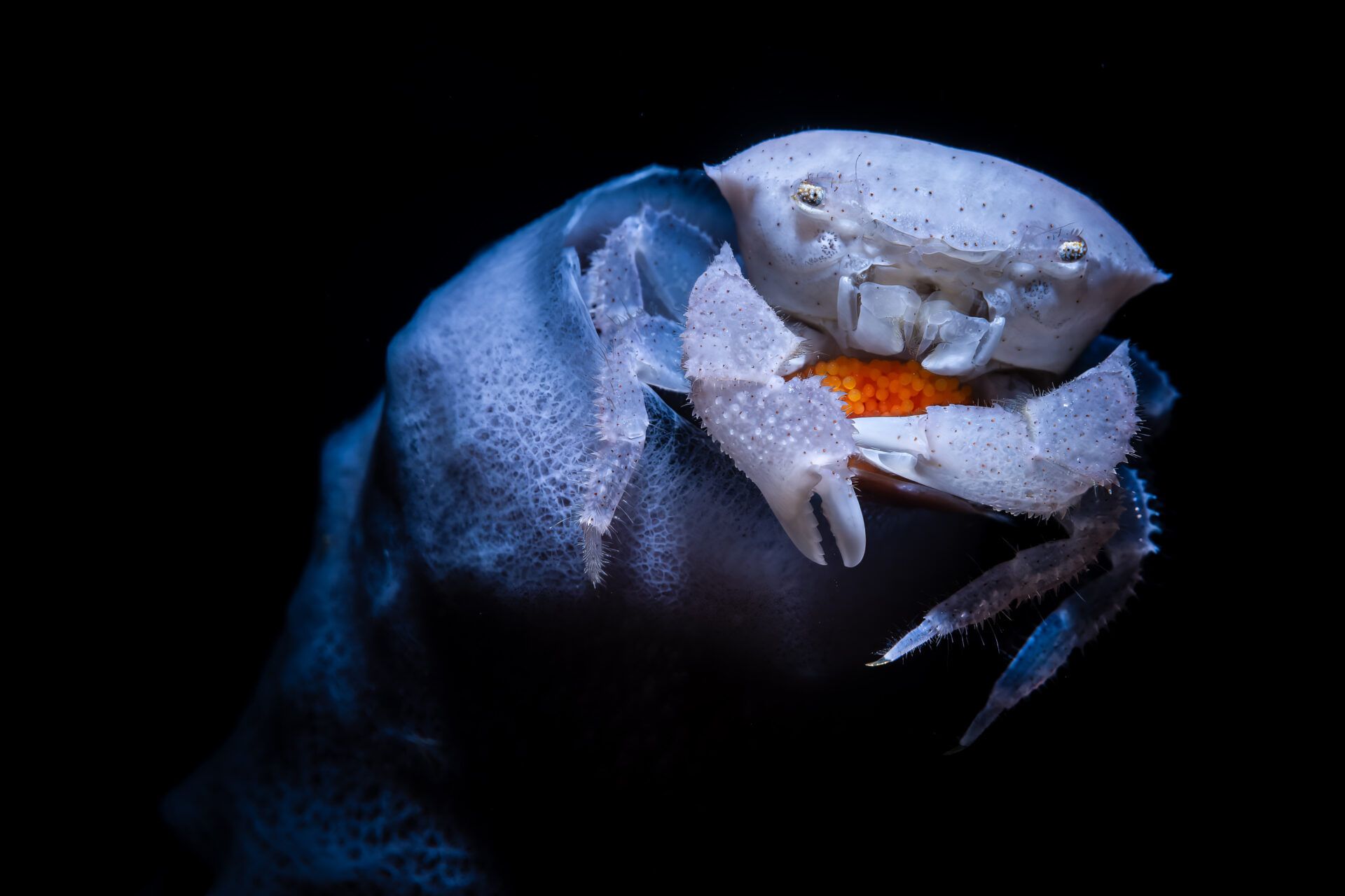 Крихітні морські коники та косатки, які полюють разом: фіналісти Ocean Photographer of the Year 2026 - фото 900620