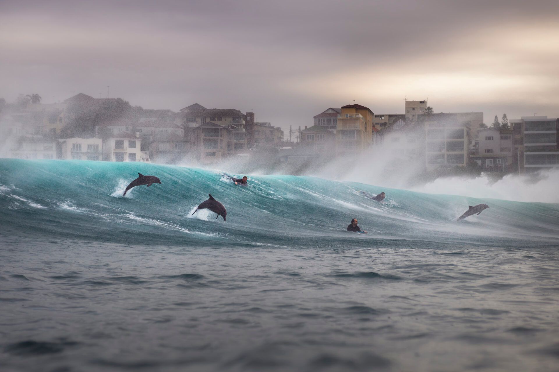 Крихітні морські коники та косатки, які полюють разом: фіналісти Ocean Photographer of the Year 2026 - фото 900621