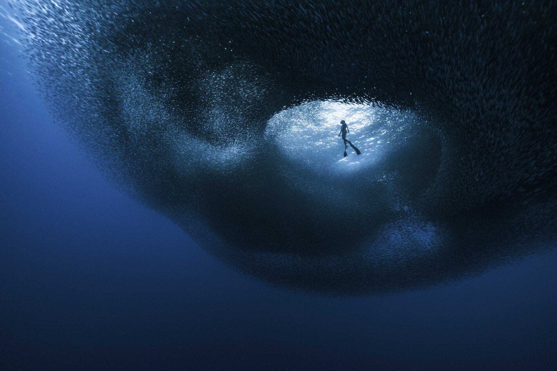 Крихітні морські коники та косатки, які полюють разом: фіналісти Ocean Photographer of the Year 2026 - фото 900623