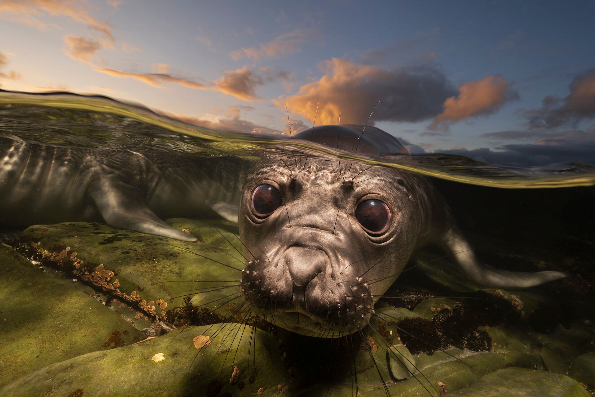 Крихітні морські коники та косатки, які полюють разом: фіналісти Ocean Photographer of the Year 2026 - фото 900625