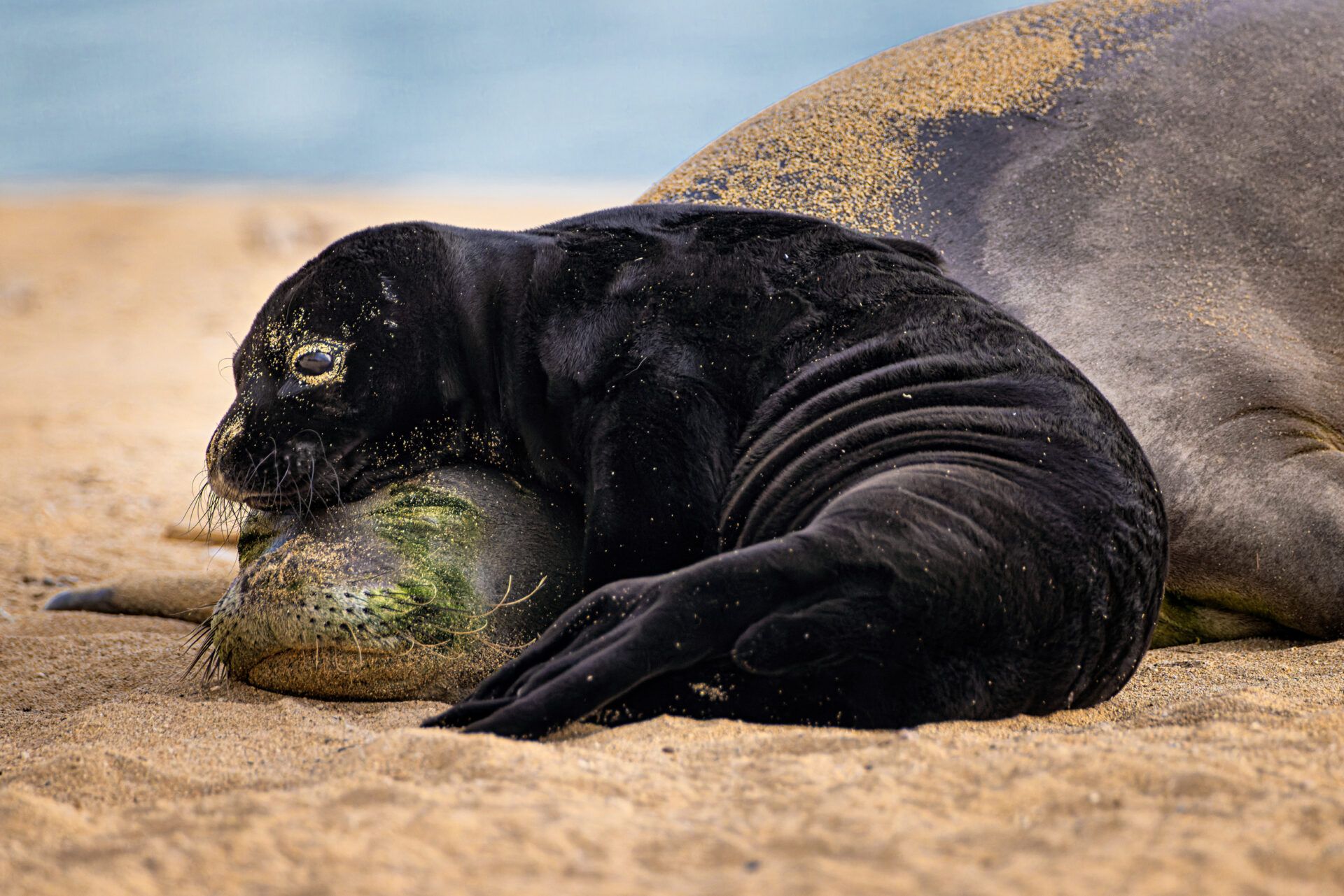 Крихітні морські коники та косатки, які полюють разом: фіналісти Ocean Photographer of the Year 2026 - фото 900627