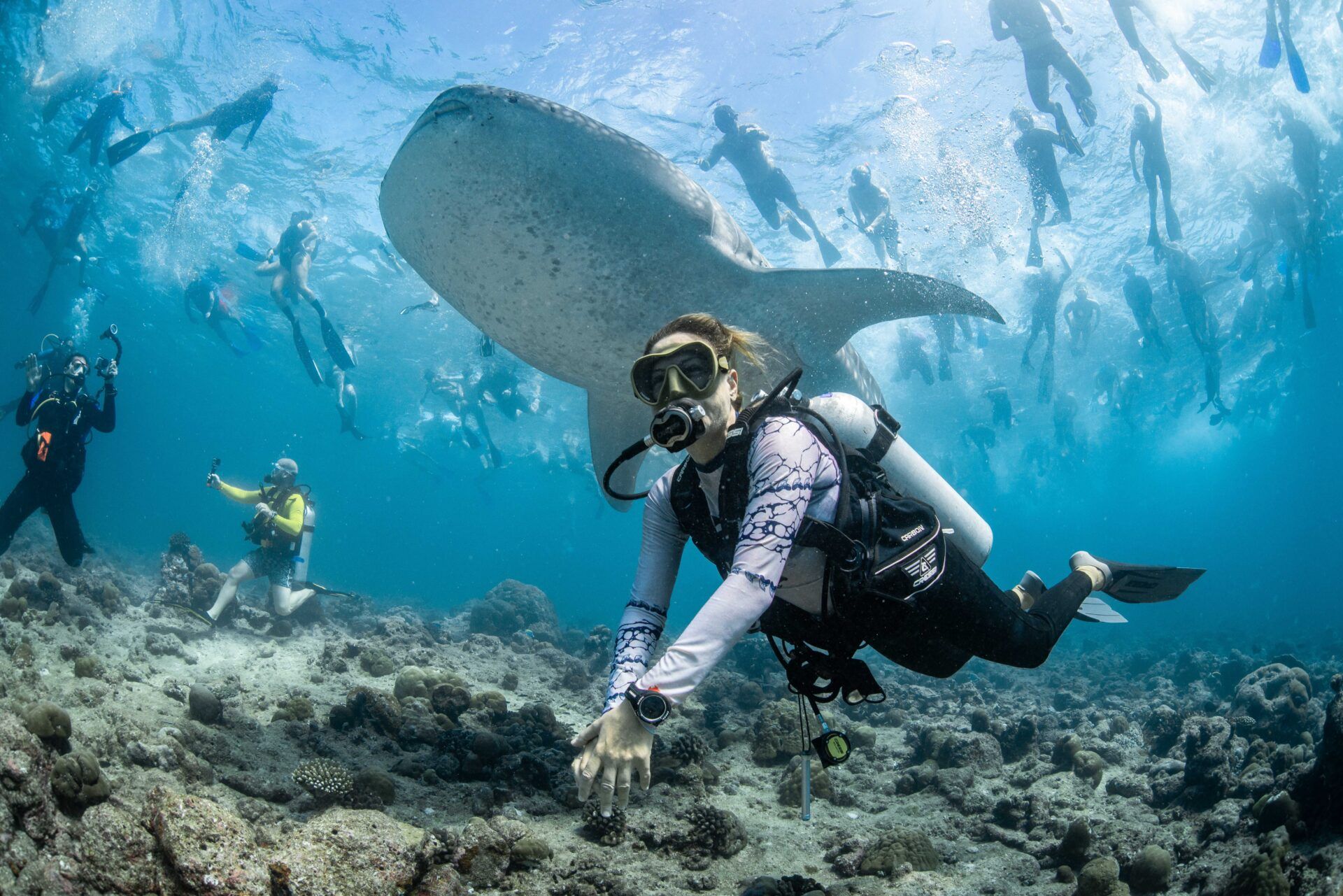 Крихітні морські коники та косатки, які полюють разом: фіналісти Ocean Photographer of the Year 2026 - фото 900629