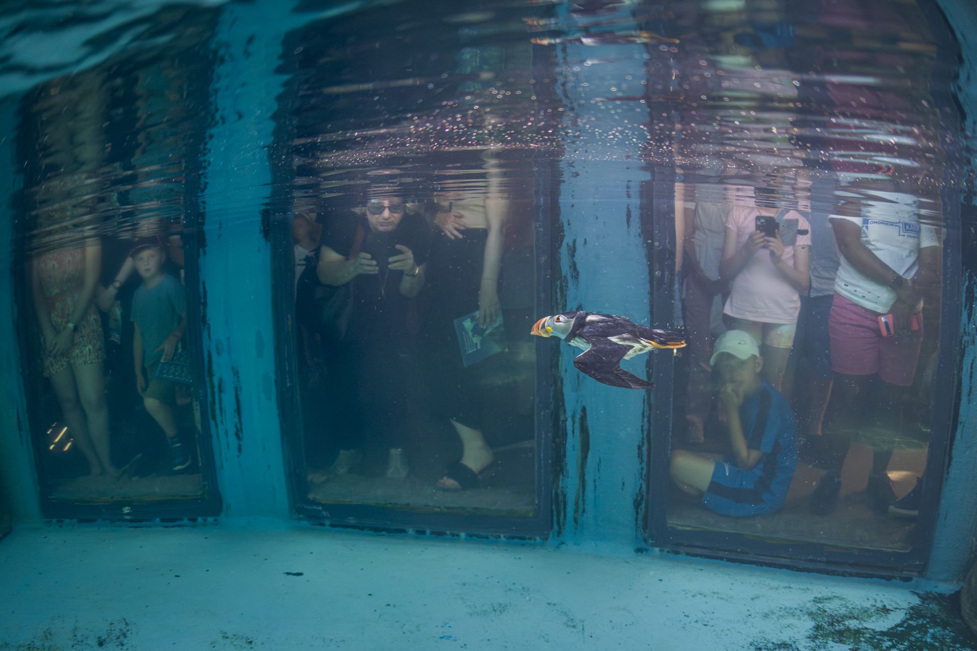 Крихітні морські коники та косатки, які полюють разом: фіналісти Ocean Photographer of the Year 2026 - фото 900631