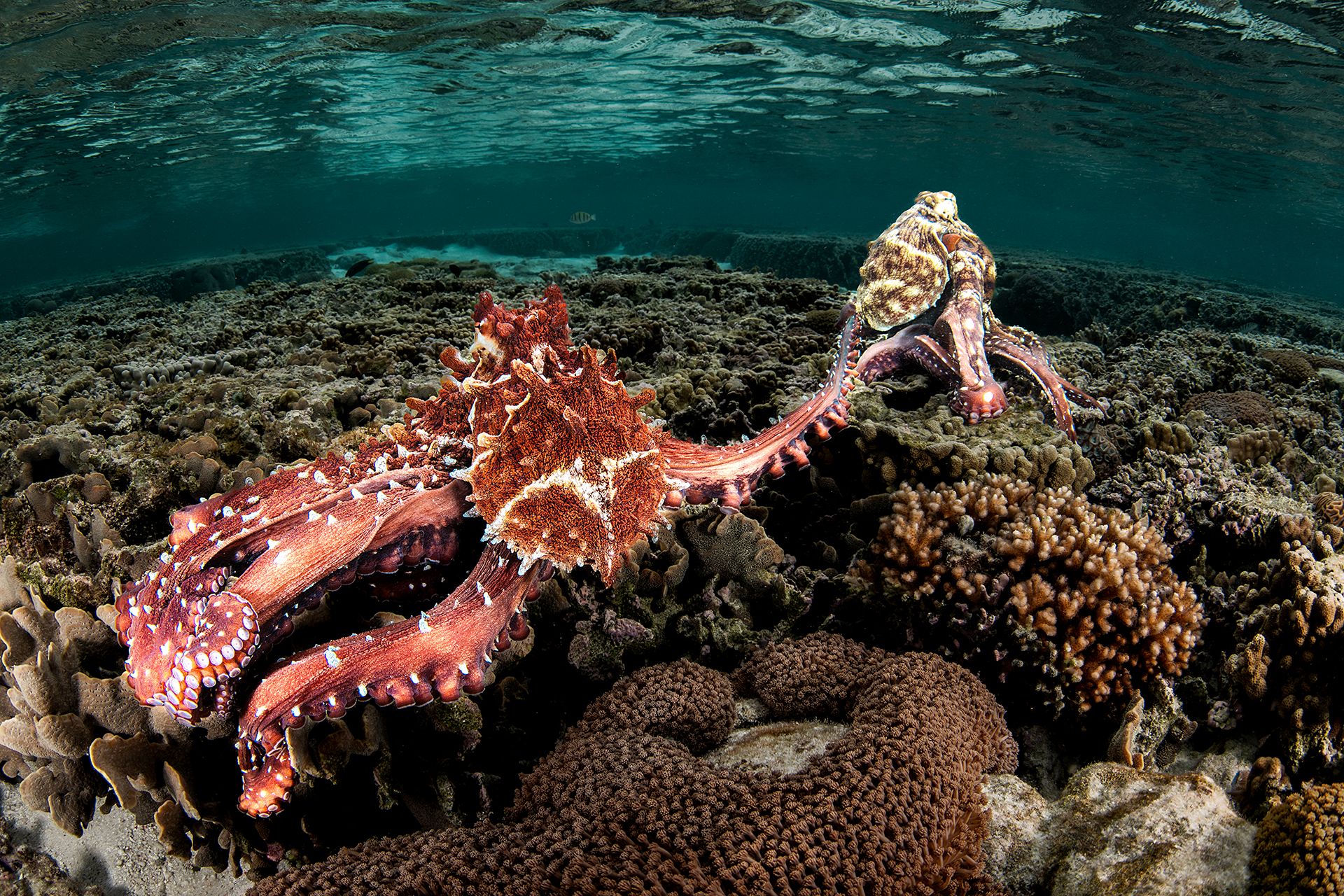 Крихітні морські коники та косатки, які полюють разом: фіналісти Ocean Photographer of the Year 2026 - фото 900633