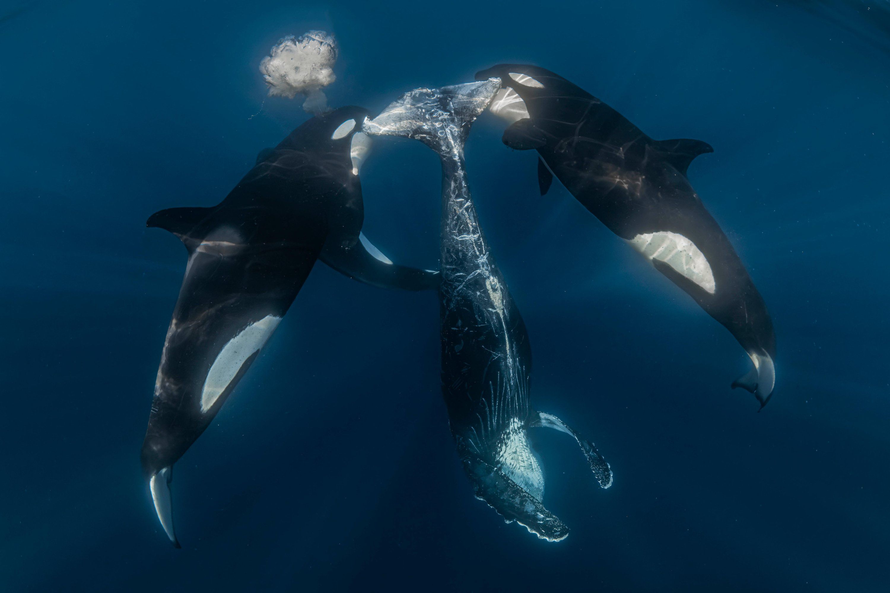 Крихітні морські коники та косатки, які полюють разом: фіналісти Ocean Photographer of the Year 2026 - фото 900634