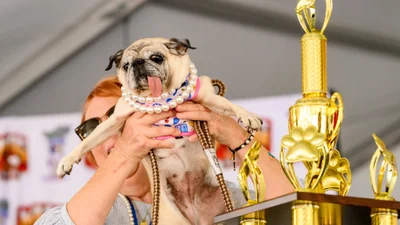 Цю мопсиню щойно визнали найпотворнішою собакою світу у 2026 році