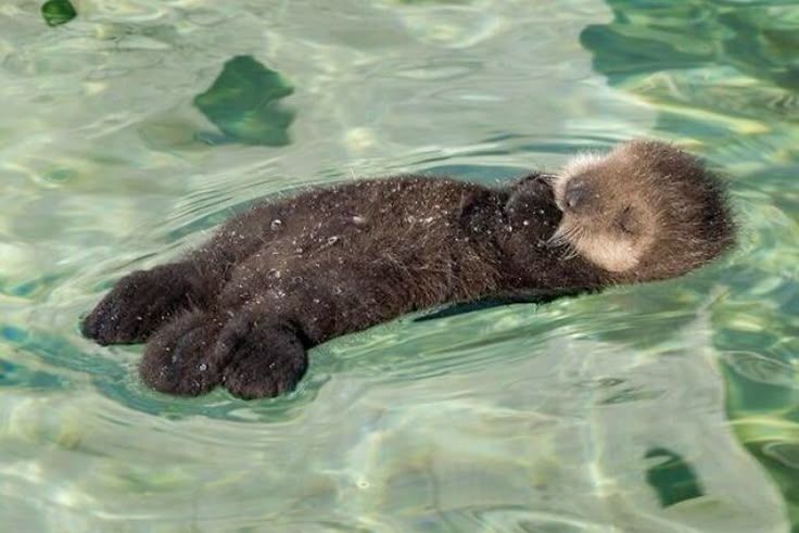20 животных, которые этим летом в полной мере наслаждались водой - 903319 20 животных, которые этим летом в полной мере наслаждались водой - фото 903319