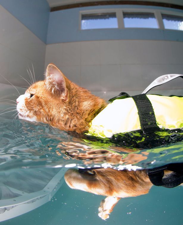 20 животных, которые этим летом в полной мере наслаждались водой - 903324 20 животных, которые этим летом в полной мере наслаждались водой - фото 903324