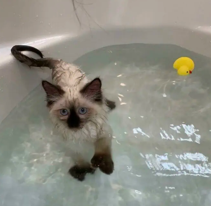 20 животных, которые этим летом в полной мере наслаждались водой - 903330 20 животных, которые этим летом в полной мере наслаждались водой - фото 903330