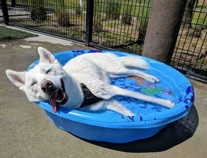 20 животных, которые этим летом в полной мере наслаждались водой - 903336 20 животных, которые этим летом в полной мере наслаждались водой - фото 903336