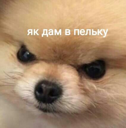Смішні меми з собаками, які знають про життя трохи більше за нас - 903620 Смішні меми з собаками, які знають про життя трохи більше за нас - фото 903620