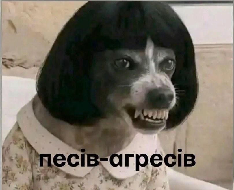 Смішні меми з собаками, які знають про життя трохи більше за нас - 903621 Смішні меми з собаками, які знають про життя трохи більше за нас - фото 903621