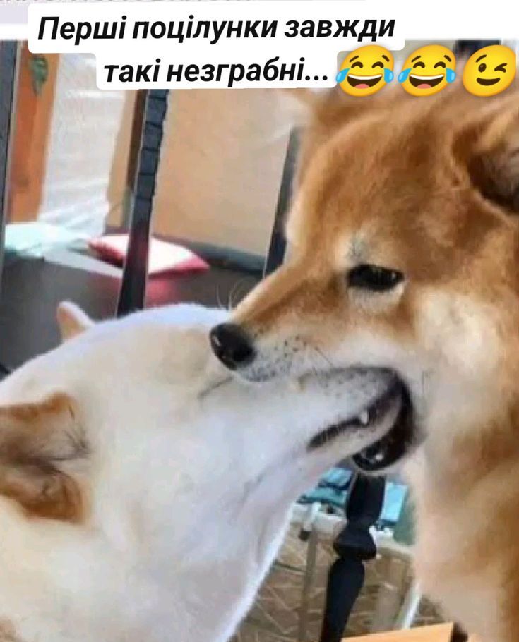 Смішні меми з собаками, які знають про життя трохи більше за нас - 903622 Смішні меми з собаками, які знають про життя трохи більше за нас - фото 903622