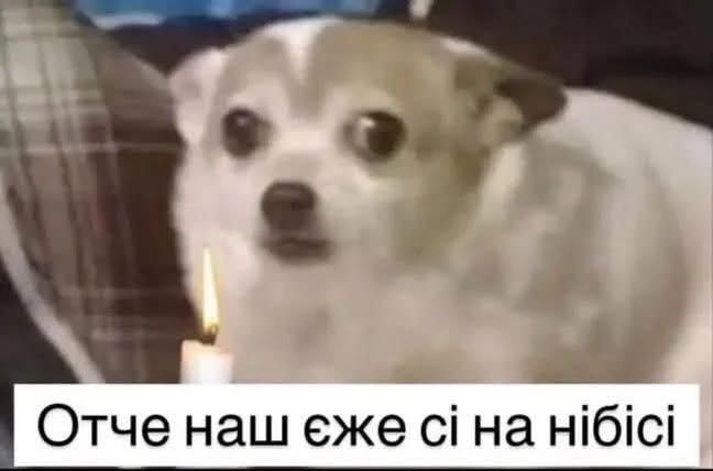 Смішні меми з собаками, які знають про життя трохи більше за нас - 903624 Смішні меми з собаками, які знають про життя трохи більше за нас - фото 903624